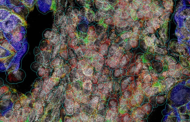 MISC-CosMx-SMI-Subcellular Analysis.jpg